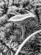 14th Nov 2023 - The Mighty Mushroom