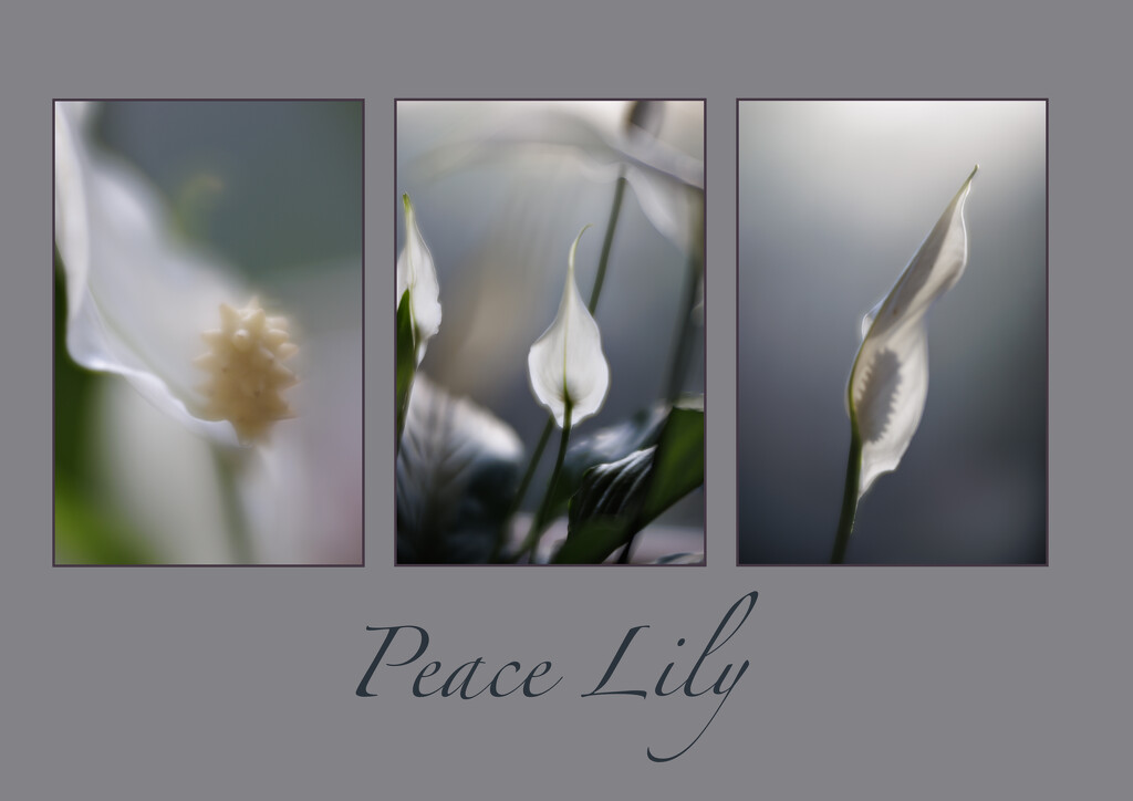 14 - Peace Lily Triptych by marshwader