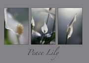 14th Nov 2023 - 14 - Peace Lily Triptych