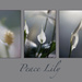 14 - Peace Lily Triptych by marshwader