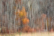 14th Nov 2023 - Autumn Woods