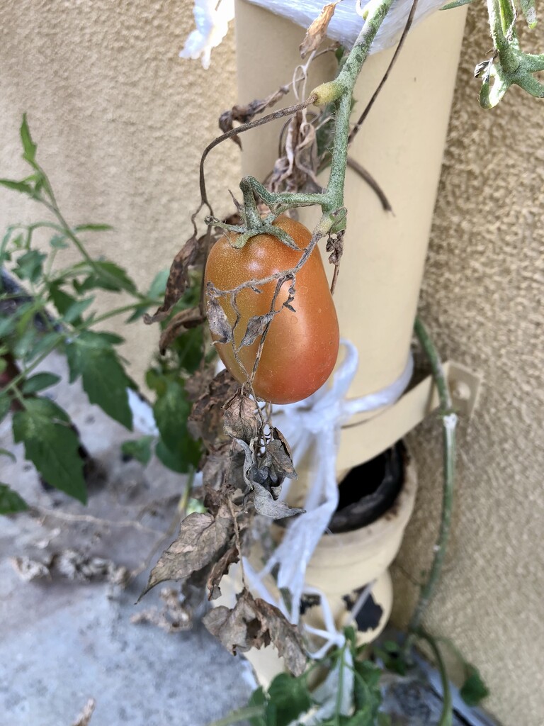 Mystery Tomato by loweygrace