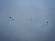 14th Nov 2023 - Migrating Ducks 