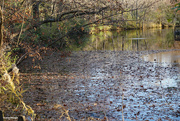 14th Nov 2023 - Leaves on a pond