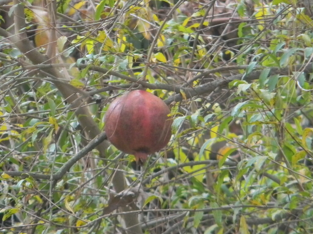 Pomegranate in Neighbor's Tree  by sfeldphotos
