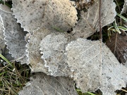 14th Nov 2023 - Frosty leaves