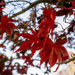Japanese Maple by lstasel