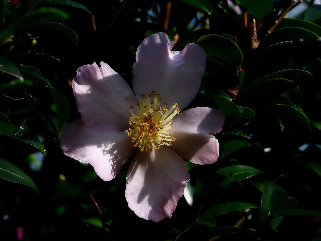 A pale pink camellia... by marlboromaam