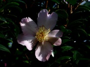 15th Nov 2023 - A pale pink camellia...
