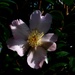 A pale pink camellia... by marlboromaam