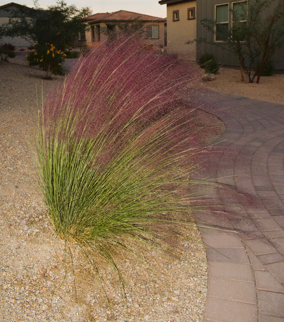 11 10 Purple Love Ornamental grass by sandlily