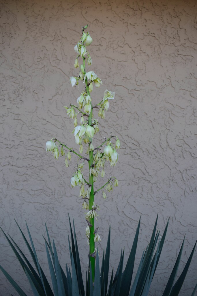 11 11 Yucca blooming by sandlily