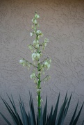 11th Nov 2023 - 11 11 Yucca blooming
