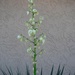11 11 Yucca blooming by sandlily