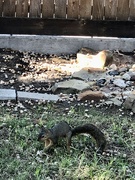 14th Nov 2023 - Squirrel!