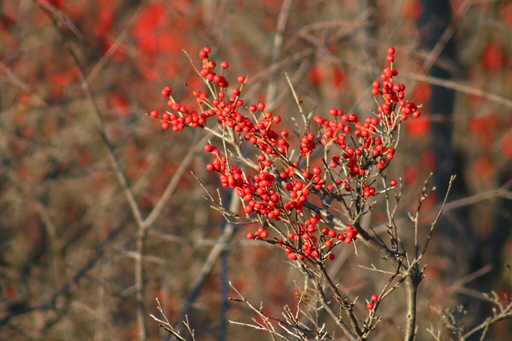 Winterberry Holly by princessicajessica