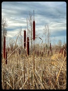 14th Nov 2023 - Cattails along the River