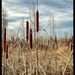 Cattails along the River by eahopp