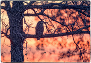 14th Nov 2023 - Sunset Owl