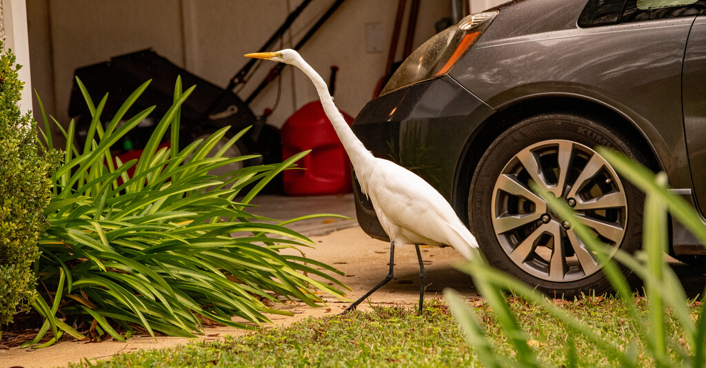 Egret Checking Out the Neighbor's Garage! by rickster549