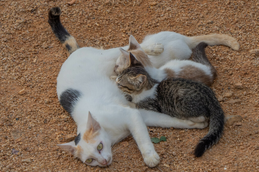 Mother and Babies by lumpiniman