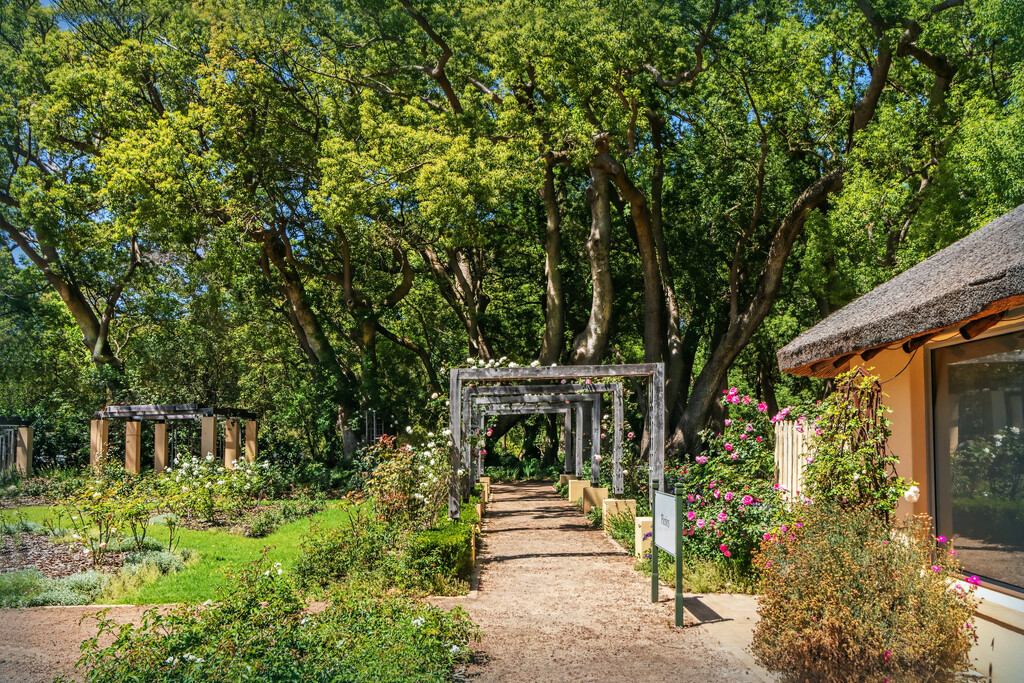 A path to the camphor forest by ludwigsdiana