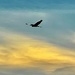 Sunset flight by congaree