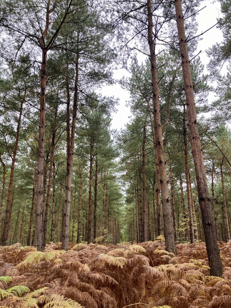 Woburn sands wood by sianharrison