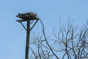 15th Nov 2023 - Osprey nest