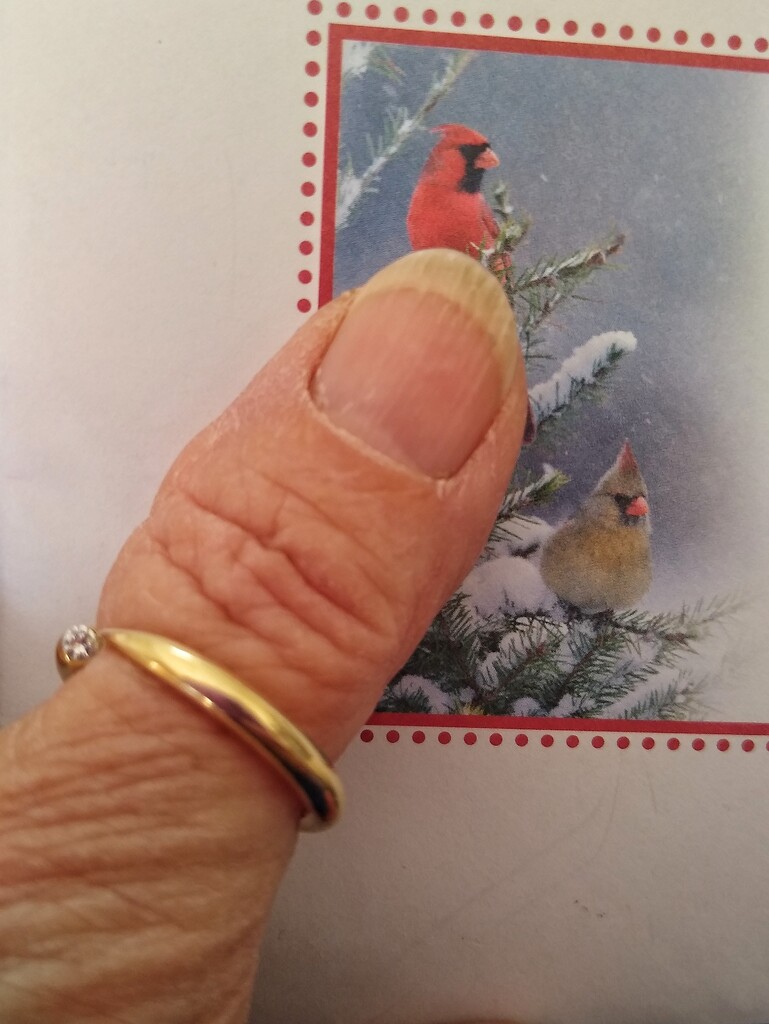 Got A Cardinal in the Post! by 30pics4jackiesdiamond