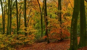 15th Nov 2023 - Autumnal landscape