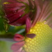 Bud n flower.......... by ziggy77