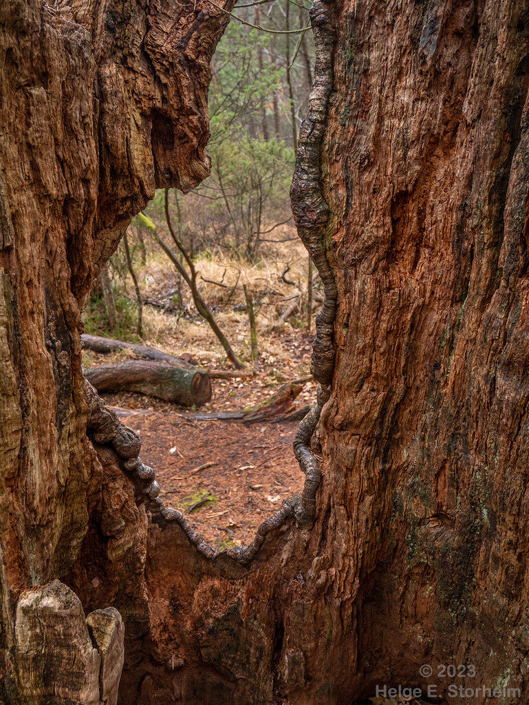 Inside the old oak tree :-) by helstor365