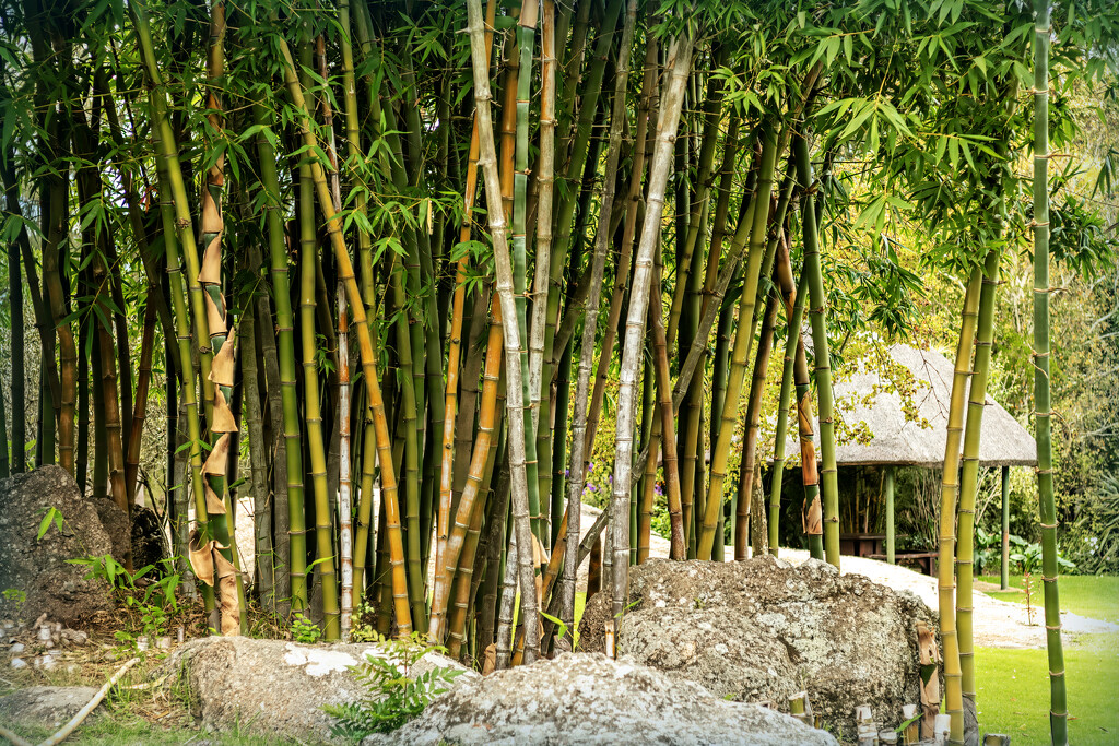 Bamboo garden by ludwigsdiana
