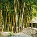 Bamboo garden by ludwigsdiana