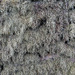 Lichen Wall