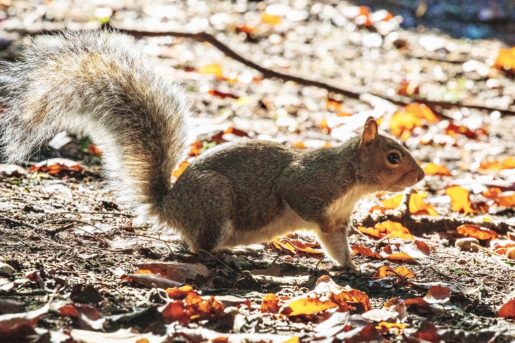 Hartsholme Squirrel by carole_sandford
