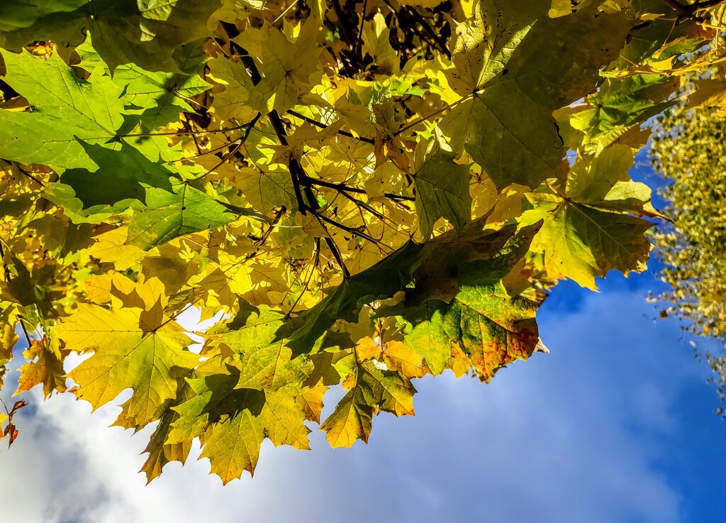 Leaves and sky by boxplayer