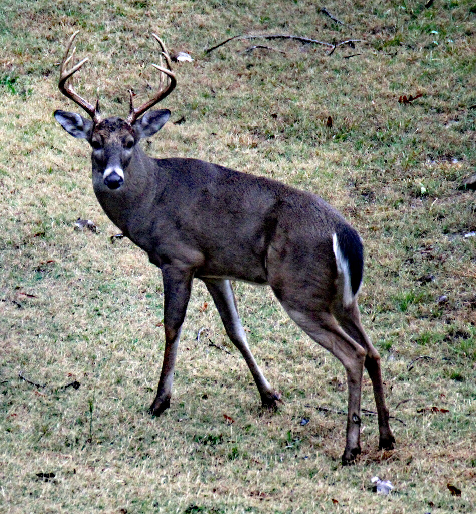 Nov 11 Deer Buck Staring Me Down IMG_5086AA by georgegailmcdowellcom