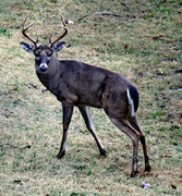 11th Nov 2023 - Nov 11 Deer Buck Staring Me Down IMG_5086AA