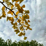 15th Nov 2023 - Ginko leaves