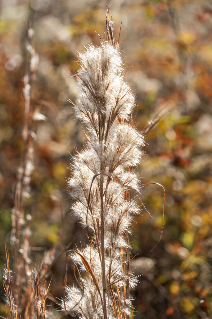 Fuzzy Grasses by kvphoto