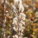 Fuzzy Grasses by kvphoto