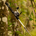 Fishing Rod Hanging From the Trees! by rickster549