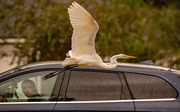 15th Nov 2023 - And It Was Time for the Egret to Fly!
