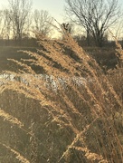 15th Nov 2023 - Golden grasses