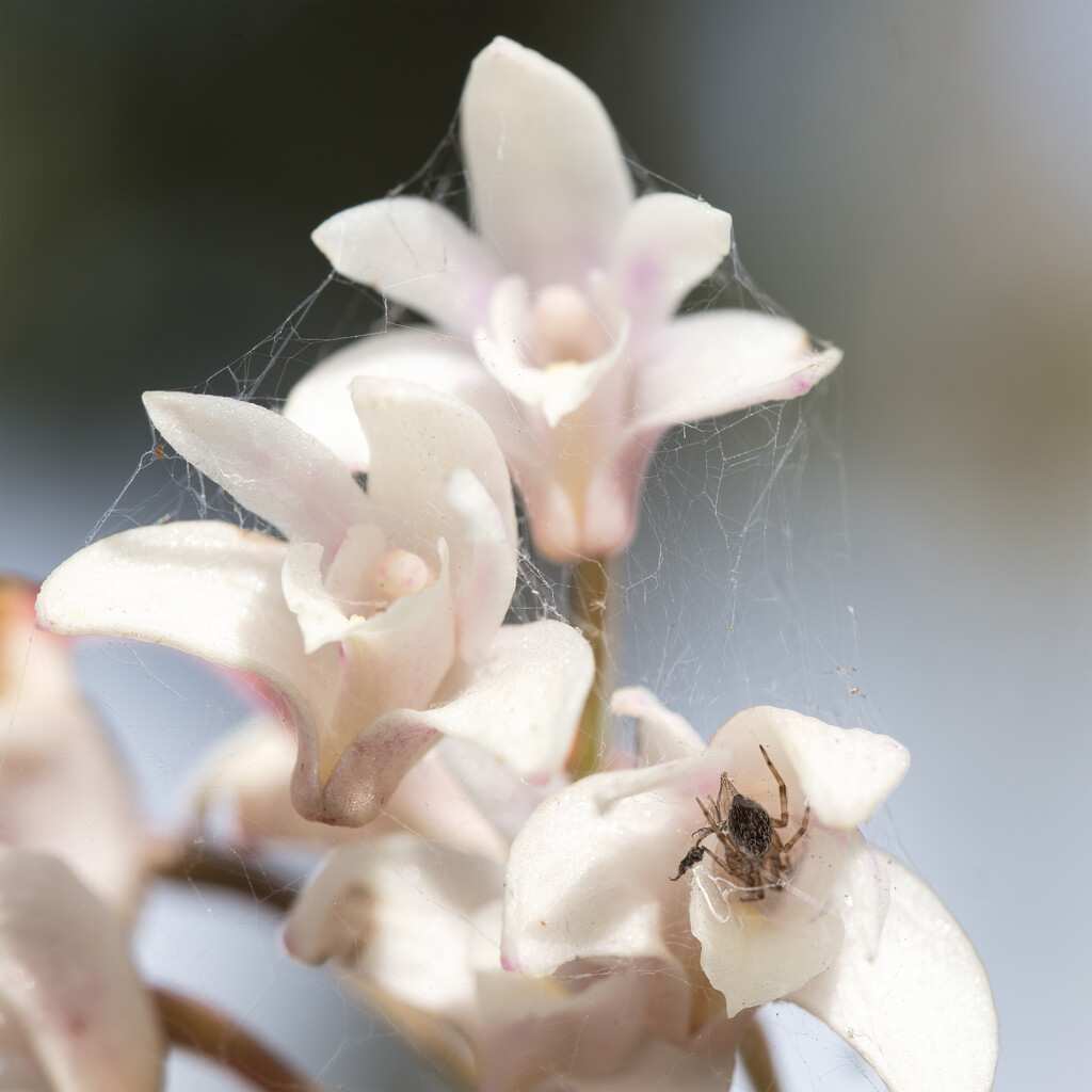 Tiny orchid with tiny spider by dkbarnett