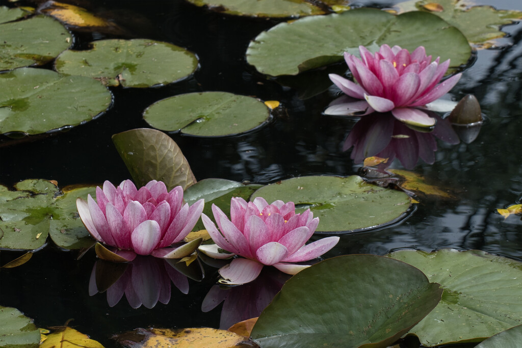 Water Lilies by dkbarnett