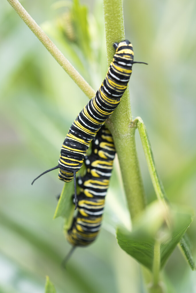 Hungry Caterpillars by dkbarnett