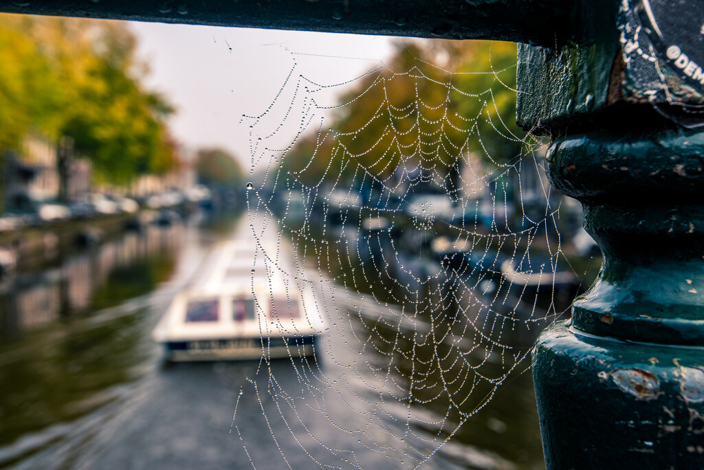 Spider's Web by kwind